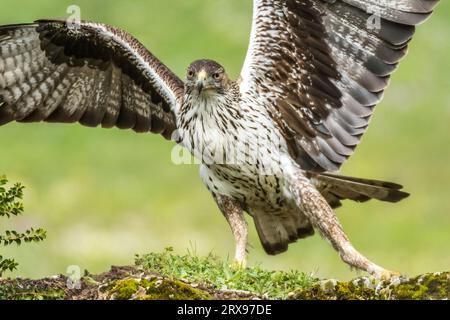 Bonellischer Adler (Aquila fasciata), Erwachsener, der auf Felsen mit offenen Flügeln landet. Sierra Morena, Provinz Cordoba, Andalusien, Spanien. Stockfoto