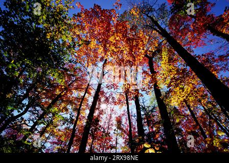 Herbst Zuckerahorn entlang Blue Mountain Trail, Wild Bergwald blau Adirondack Forest Preserve, New York Stockfoto