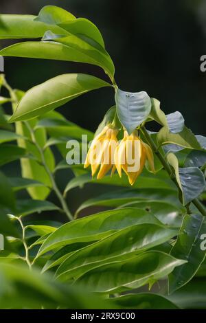 Nahaufnahme von gelben Blüten mit grünen Blättern. Artabotrys siamensis oder Manorangini ist eine große Kletterrebe. Stockfoto