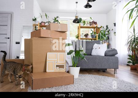 Boxen mit Dingen zum Bewegen, Katzenfutter und Hauspflanzen befinden sich im Zimmer des neuen Hauses. Zimmererwärmung, Familienbesitz, Frachttransport und d Stockfoto