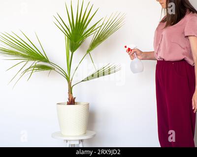 Frau, die die Zimmerpflanze Washingtonia filifera bewässert. Frau, die sich um Zimmerpflanzen kümmert. Pflanzen zuhause anbauen. Leerzeichen kopieren. Handspray auf Blätter Stockfoto