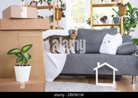 Boxen mit Dingen zum Bewegen, Katzenfutter und Hauspflanzen befinden sich im Zimmer des neuen Hauses. Zimmererwärmung, Familienbesitz, Frachttransport und d Stockfoto