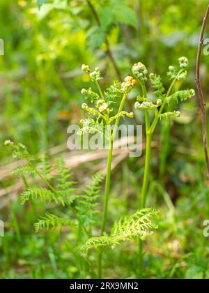 Frische junge grüne Farnblätter im Wald. Nahaufnahme von Farnfronten, gewöhnliche Polypodie. Botanischer Hintergrund mit üppiger Laubstruktur für umweltfreundliches Design mit s Stockfoto