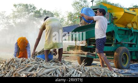 23. September 2023 Jaipur, Rajasthan, Indien. Dreschwerk, das Hirse während des Sonnenaufgangs erntet, asiatische Familienmitglieder, die auf landwirtschaftlichem Ackerland arbeiten. Stockfoto