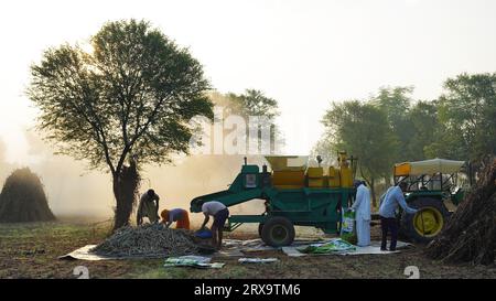 Dreschwerk, das Hirse während des Sonnenaufgangs erntet, asiatische Familienmitglieder, die auf landwirtschaftlichem Ackerland arbeiten. Indisches Landleben. Stockfoto