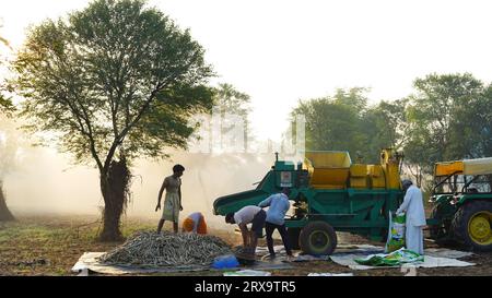 23. September 2023 Jaipur, Rajasthan, Indien. Dreschwerk, das Hirse während des Sonnenaufgangs erntet, asiatische Familienmitglieder, die auf landwirtschaftlichem Ackerland arbeiten. Stockfoto