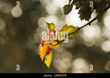 Reife Beeren und gelbe Weißdornblätter auf einem Ast, auf verschwommenem Hintergrund mit Bokeh, im Herbst Stockfoto