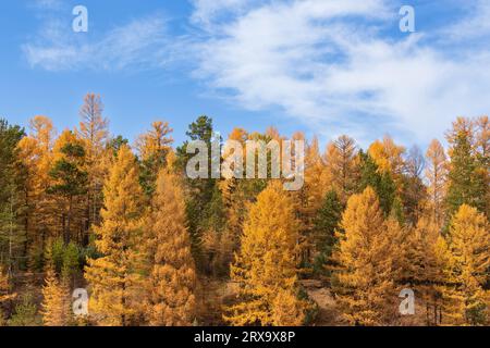 Heller Herbst-Nadelwald an einem klaren, sonnigen Tag Stockfoto