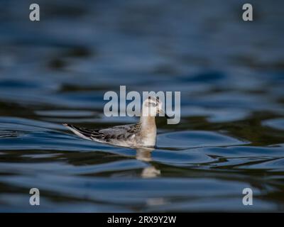 Graues Pharalop, Phalaropus fulicarius, Single Bird on Water, West Midlands, September 2023 Stockfoto