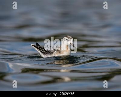 Graues Pharalop, Phalaropus fulicarius, Single Bird on Water, West Midlands, September 2023 Stockfoto