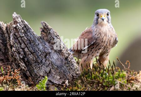 Wunderschöner gemeiner Kestrel in Wild Stockfoto