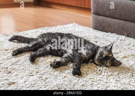 Haustier Schildpatt, dunkle dreifarbige Katze liegt auf dem Teppich im Zimmer. Glückliches Haustier schläft, schläft, ruht sich aus, entspannt sich im Haus. Stockfoto