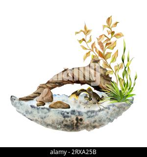 Handgezeichneter Aquarellaquariumwelse, Algen, Moorholz und Substrat. Marine exotische Unterwasserillustration. Isoliert auf weißem Hintergrund. Design für Stockfoto