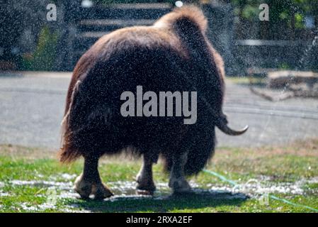 Ein Moschusochse, der während der Hitze in der Voliere des Moskauer Zoos mit Wassertropfen besprüht wurde Stockfoto