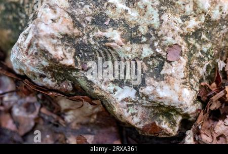 Spuren von alten Muscheln (Ammoniten) auf einem Stein im Kaukasus Stockfoto