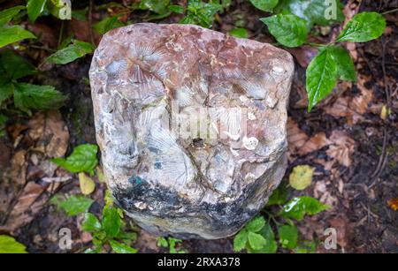 Spuren von alten Muscheln (Ammoniten) auf einem Stein im Kaukasus Stockfoto