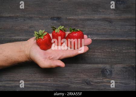 Drei große Erdbeeren in einer Hand auf einem hölzernen Hintergrund. Stockfoto