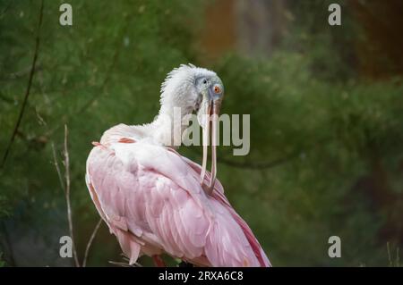 Roseate Spoonbill Vogelreinigungsfedern Stockfoto