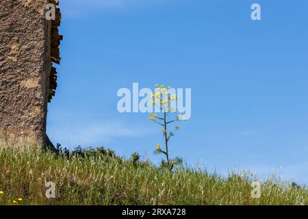 Natur in der Nähe von Castelvetrano in Westsizilien, Italien Stockfoto