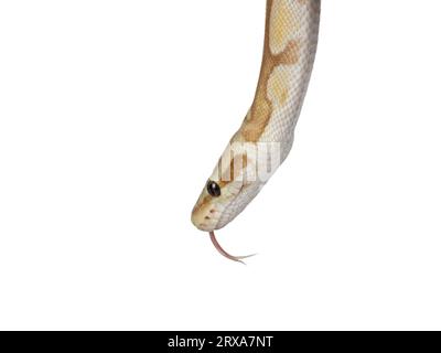 Kopfschuss einer süßen gelblichen Kugelpython, isoliert auf weißem Hintergrund. Zunge raus. Stockfoto