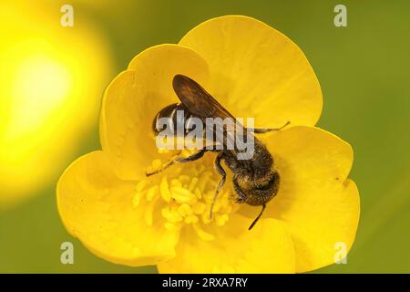 Nahaufnahme einer weiblichen großen Sciccor-Biene, Chelostoma florisomne auf ihrer Wirtspflanze, einer gelben Butterblume Stockfoto