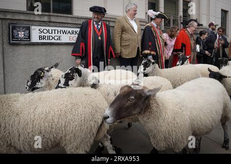 London, Großbritannien. September 2023. Sheep Drive über die Southwark Bridge. Der Sternekoch Richard Corrigan (im Bild, 2. Links) begleitet Sir Andrew Parmley als Lord Mayor Locum, der die Herde während des jährlichen Sheep Drive leitet. Die Worshipful Company of Woolmen Sheep Drive wird über die Southwark Bridge von Freemen of the City of London durchgeführt, der in der Vergangenheit Vieh und Werkzeuge ohne Steuern in die Stadt bringen durfte. Guy Corbishley/Alamy Live News Stockfoto
