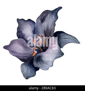Aquarell dunkelviolette Lilienblüte isoliert auf weißem Hintergrund. Gotische botanische Illustration mit Blumenmotiv von Hand gezeichnet. Gotische dunkle Hochzeitsdekoration in VI Stockfoto