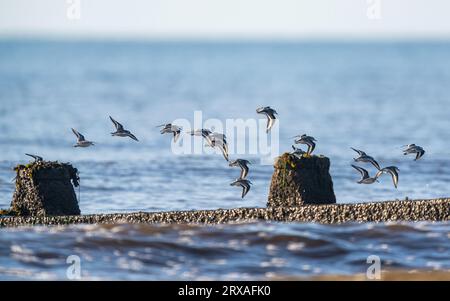 Sanderling, Calidris Alba, Vögel im Flug über Meer, Dawlish Warren, Devon, England Stockfoto