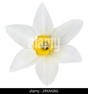 Draufsicht Narzissenblume isoliert auf weiß mit Beschneidungspfad Stockfoto