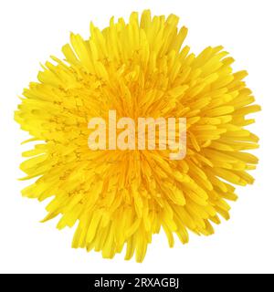 Draufsicht auf die gelbe Löwenzahn-Blume isoliert auf weiß Stockfoto