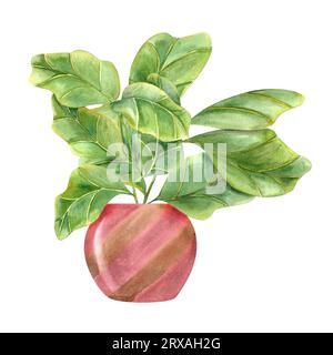 Ficus-Lyrat in farbigem Keramiktopf. Stilvolle Pflanze mit riesigen grünen Blättern. Zimmerpflanzen mit Fiddle Leaf Feige für Inneneinrichtung, Etikett, Logo, Grüße Stockfoto