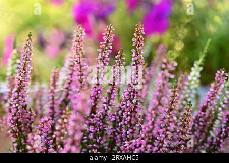Wunderschön blühende Zierrosa und weiße Pflanze - Blume. Heidekraut (Calluna vulgaris) Stockfoto