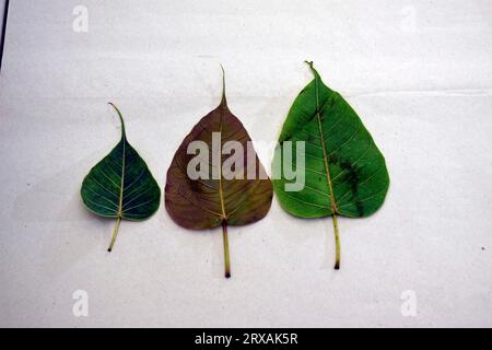 Heiliges Feigenblatt (Ficus religiosa L., Pipalbaum, Bohhi-Baum, Bo-Baum, Peepul) auf weißem Hintergrund Stockfoto