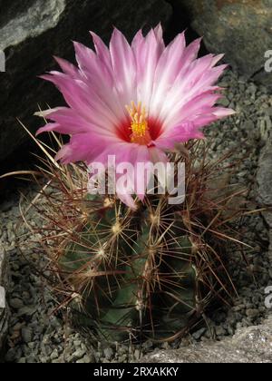 Thelocactus bicolor f. Huizache Stockfoto