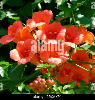 Trompetenrebe (Campsis radicans), Trompetenkreppel (Campsis), auch bekannt als Klettertrompeten, Jasmintrompeten oder Trompetenwinde, Trompetenrebe Stockfoto