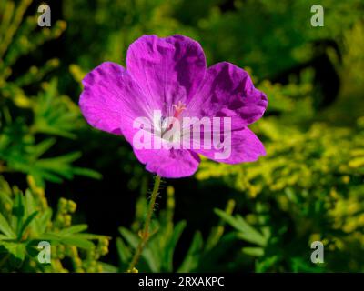 Blutiger Kranichschnabel (Geranium sanguineum), Geranien im Garten, blutroter Storchschnabel, Kranichschnabel, Geranien im Garten Stockfoto