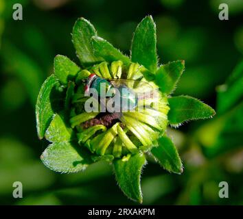 Blowfly on Coneflower (Echinacea purpurea) Knospe, Magenta Coneflower, Blowfly on Solar hat Knospe, Magenta-Solar Hut Stockfoto