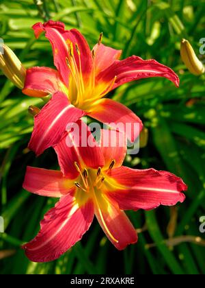 Taglilie, orange Taglilie (Hemerocallis fulva), auch braun-rote Taglilie oder Signalman-Taglilie, Taglilie, gelb-rote Taglilie, auch Puce Taglilie oder Stockfoto