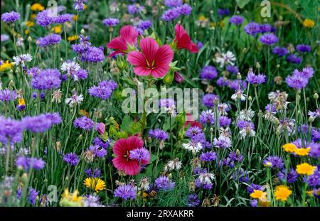 Bunte Blumenwiese, Wildblumen, Feldblumen, Rote Malven (Malva sylvestris) und Kornblumen (Centaurea cyanus) Wilde Malve, großer Käse Stockfoto