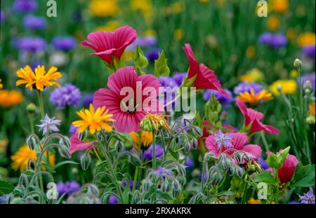 Farbige Blumenwiese, Wildblumen, Feldblumen, Sommerwiese, Rote Malven (Malva sylvestris) und Kornblumen (Centaurea cyanus) Wilde Malve Stockfoto