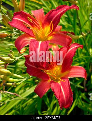 Taglilie, orange Taglilie (Hemerocallis fulva), auch braun-rote Taglilie oder Signalman-Taglilie, Taglilie, gelb-rote Taglilie, auch Puce Taglilie oder Stockfoto
