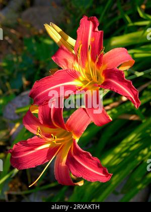 Taglilie, orange Taglilie (Hemerocallis fulva), auch braun-rote Taglilie oder Signalman-Taglilie, Taglilie, gelb-rote Taglilie, auch Puce Taglilie oder Stockfoto