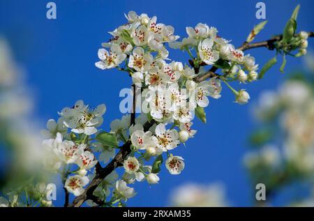 Blütezeit des Birnenbaums (Pyrus) Stockfoto