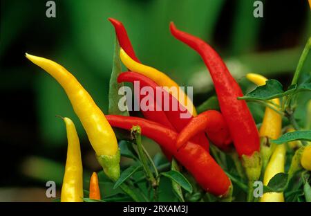 Paprika (Capsicum) gelb und rot annuum, Paprika gelb und rot Capsicum annuum Stockfoto