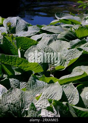 Funkie-blaues Blatt Funkie-blaues Blatt Funkie-blaues Blatt Funkie-blaues Blatt Hosta sieboldiana, Funkie-blaues Blatt Funkie blau Stockfoto