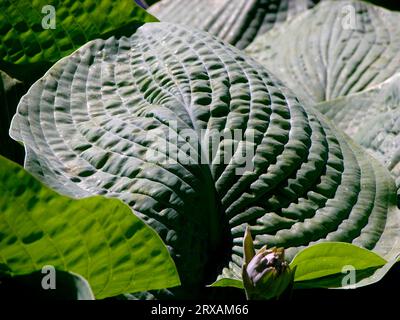 Funkie-blaues Blatt Funkie-blaues Blatt Funkie-blaues Blatt Funkie-blaues Blatt Hosta sieboldiana, Funkie-blaues Blatt Funkie blau Stockfoto