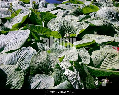 Funkie-blaues Blatt Funkie-blaues Blatt Funkie-blaues Blatt Funkie-blaues Blatt Hosta sieboldiana, Funkie-blaues Blatt Funkie blau Stockfoto