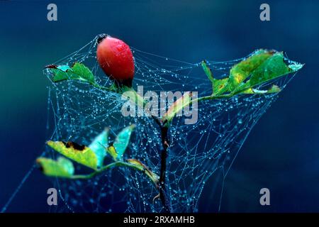 Hunderose mit Spinnennetz bedeckt Rosa canina, Hunderose mit Spinnennetz bedeckt Rose canin Stockfoto