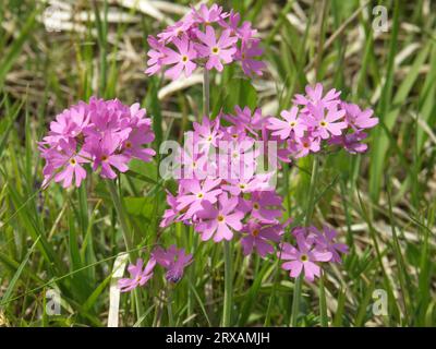 Mehl-Primel, Mehlkerze (Primula farinosa) Prittrichinger Heide, Schwäbisch, Mehlkerze Prittrichinger Moor, Schwäbisch Stockfoto