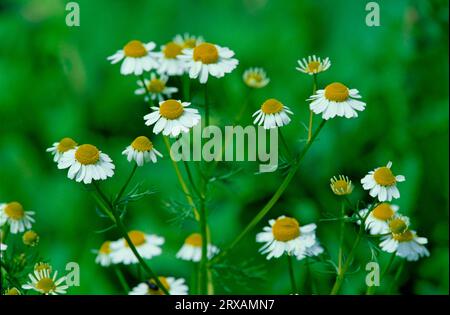 Deutsche Kamille (Chamomilla recutita) Blüten, frühe, echte Kamille, Blüten, frühe Chamomilla recutita Stockfoto